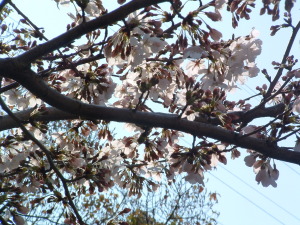 公園に咲いた桜